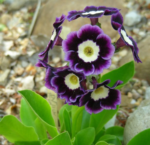 purple auricula