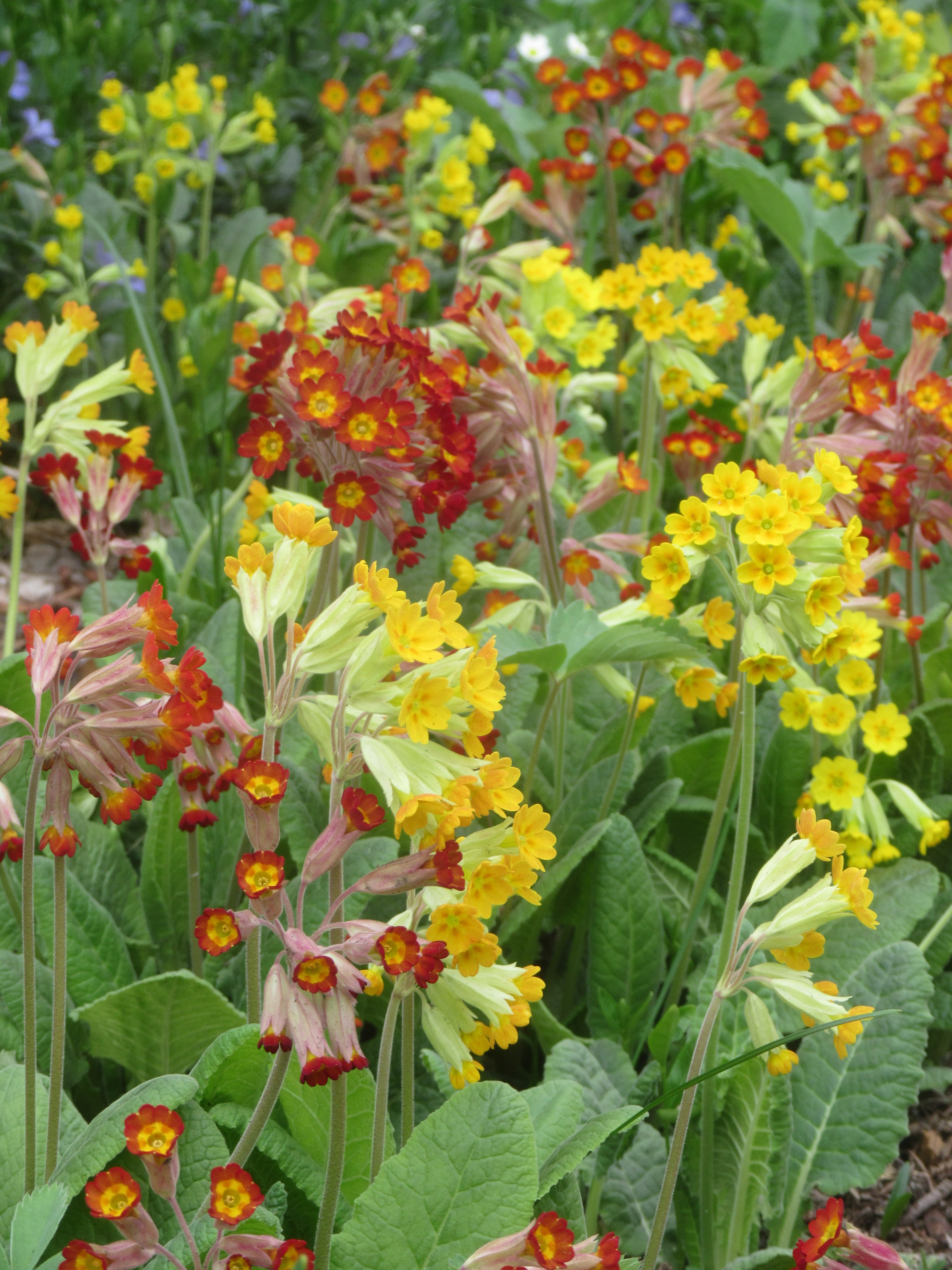 Primula veris species and hybrids